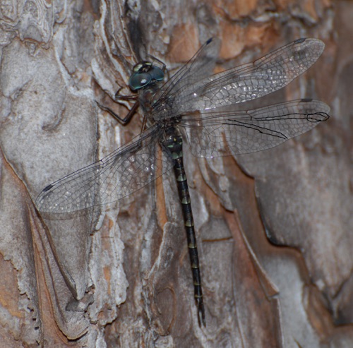 Male (posed)
11 April 2008, Florida
